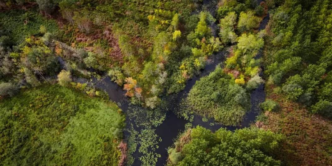 Doğa tutkunları için şimdi tam zamanı! Sarı ve kızıl yapraklar, nilüferler, kuşlar… Burası hikayelerden fırlamış gibi 1
